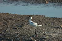 Avocetta