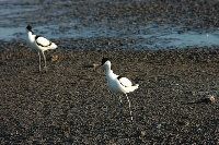 Avocetta