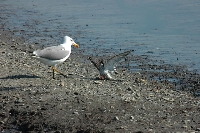 Gabbiano reale mediterraneo