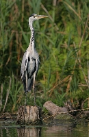 Airone cenerino