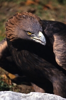 Aquila reale