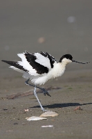 Avocetta